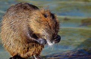 Ces 8 choses répugnantes que l’on mange sans le savoir