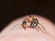 Piqûre de fourmi : comment la soigner ?