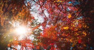 Fortes chaleurs : 5 astuces pour garder votre logement au frais