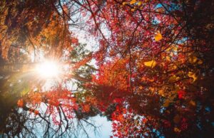 Fortes chaleurs : 5 astuces pour garder votre logement au frais