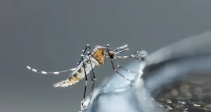 Fièvre jaune : Quels sont les premiers signes ?