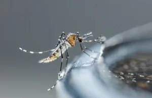 Fièvre jaune : Quels sont les premiers signes ?