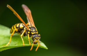 Piqûre de Frelons : que faire en cas de piqûres ?