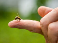 5 solutions naturelles pour soulager les piqûres d’abeilles