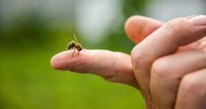5 solutions naturelles pour soulager les piqûres d’abeilles