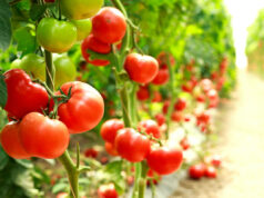 Les bienfaits incroyables de la tomate sur votre santé