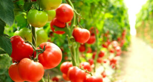 Les bienfaits incroyables de la tomate sur votre santé