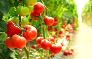 Les bienfaits incroyables de la tomate sur votre santé