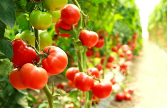 Les bienfaits incroyables de la tomate sur votre santé