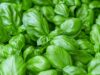Découvrez pourquoi le basilic est un super-aliment