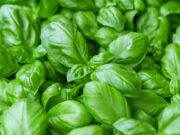 Découvrez pourquoi le basilic est un super-aliment