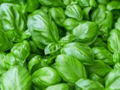 Découvrez pourquoi le basilic est un super-aliment