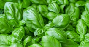 Découvrez pourquoi le basilic est un super-aliment