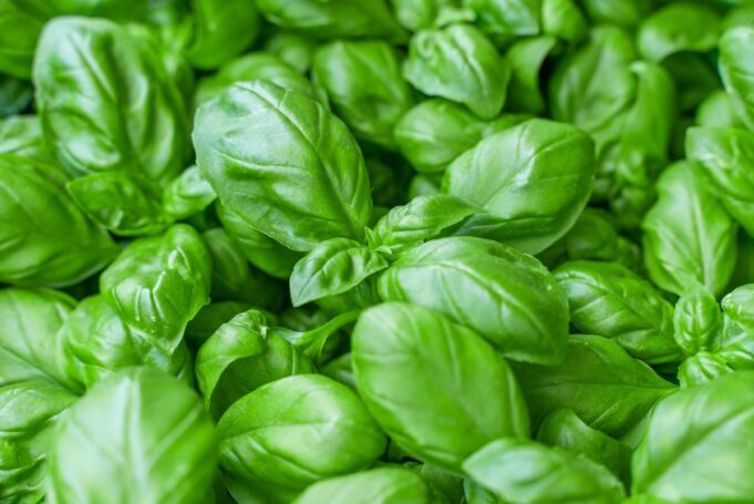 Découvrez pourquoi le basilic est un super-aliment