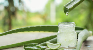 L’Aloe Vera : les multiples bienfaits de cette plante médicinale