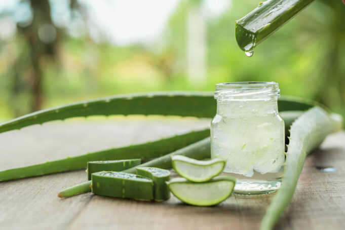 L’Aloe Vera : les multiples bienfaits de cette plante médicinale
