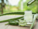 L’Aloe Vera : les multiples bienfaits de cette plante médicinale