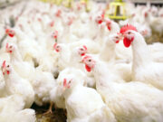 Grippe aviaire : l’OMS craint que le virus s’adapte à l’espèce humaine