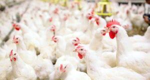 Grippe aviaire : l’OMS craint que le virus s’adapte à l’espèce humaine