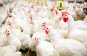 Grippe aviaire : l’OMS craint que le virus s’adapte à l’espèce humaine