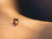 Prévenir les piqûres d’insectes : ce que vous devez mettre dans votre trousse à pharmacie