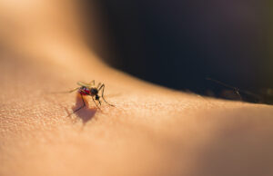 Prévenir les piqûres d’insectes : ce que vous devez mettre dans votre trousse à pharmacie