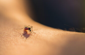 Prévenir les piqûres d’insectes : ce que vous devez mettre dans votre trousse à pharmacie