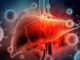 Covid : le virus attaque les cellules du foie selon les chercheurs