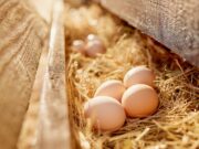 Œufs : ces 5 erreurs que vous devez absolument éviter