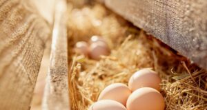 Œufs : ces 5 erreurs que vous devez absolument éviter
