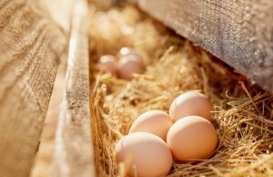 Œufs : ces 5 erreurs que vous devez absolument éviter