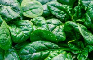 Les bienfaits des épinards