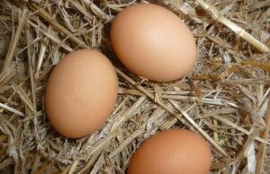 Les incroyables bienfaits des œufs pour votre bien-être