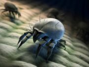 5 mauvaises habitudes qui favorisent la prolifération des acariens dans votre foyer