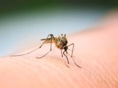 Voici pourquoi les moustiques apprécient piquer certaines personnes plus que d’autres