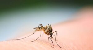 Voici pourquoi les moustiques apprécient piquer certaines personnes plus que d’autres