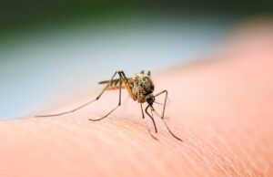 Voici pourquoi les moustiques apprécient piquer certaines personnes plus que d’autres