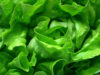 Est-il vraiment bon pour la santé de manger de la salade tous les jours ?