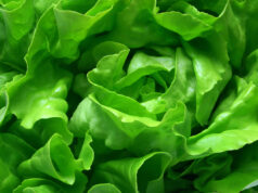 Est-il vraiment bon pour la santé de manger de la salade tous les jours ?