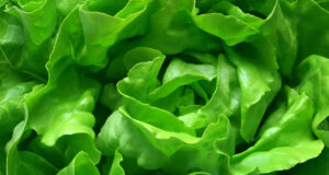 Est-il vraiment bon pour la santé de manger de la salade tous les jours ?