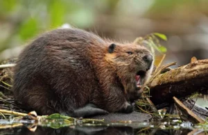 8 choses dégoûtantes que vous mangez régulièrement sans le savoir