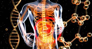 Microbiote intestinal : faire la grasse matinée nuit à vos intestins