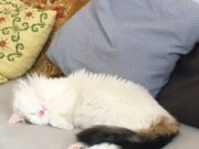 Les animaux de compagnie provoquent-ils des bienfaits sur votre santé ?