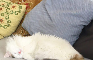 Les animaux de compagnie provoquent-ils des bienfaits sur votre santé ?