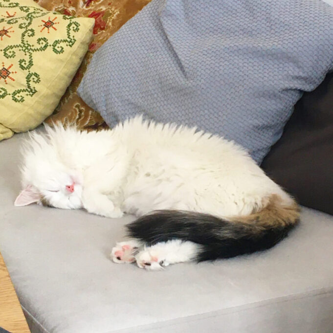 Les animaux de compagnie provoquent-ils des bienfaits sur votre santé ?