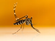 Moustique-tigre : une jeune femme meurt de la dengue