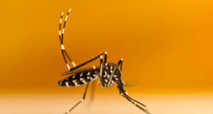Moustique-tigre : une jeune femme meurt de la dengue