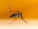 Moustique-tigre : une jeune femme meurt de la dengue