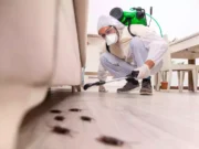 Cafards chez vous : 4 raisons majeures pour lesquelles ils ont élu domicile