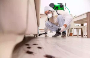 Cafards chez vous : 4 raisons majeures pour lesquelles ils ont élu domicile